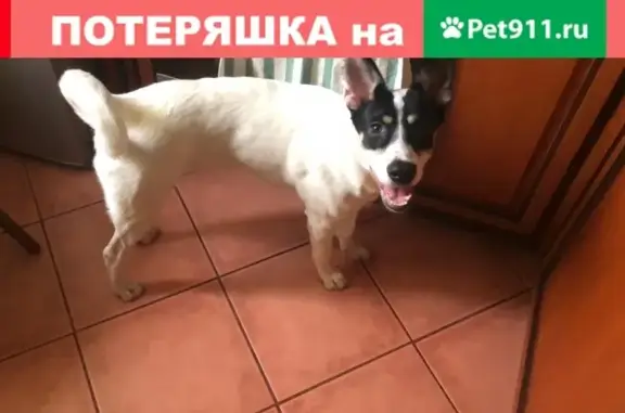 Собаки потеряшки, Орехово-Зуево, фото: Потеряшка собака в Орехово-Зуево, снт Союз