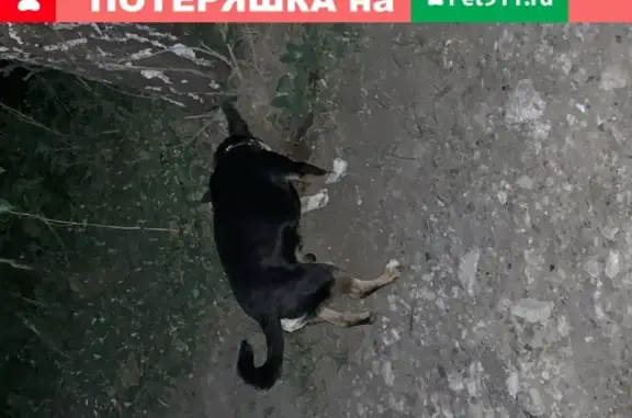 Собака с ошейником найдена в Лениногорске