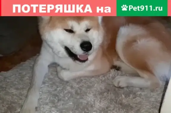 Найден молодой пес Акина Ину в районе Шепеткова-Невельского, Владивосток