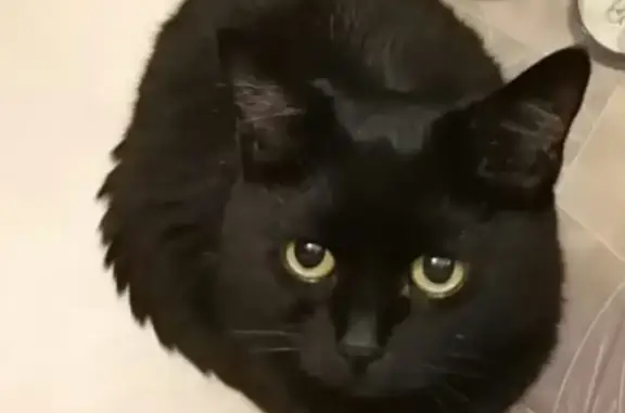Пропала черная кошка Кики на Кременчугской