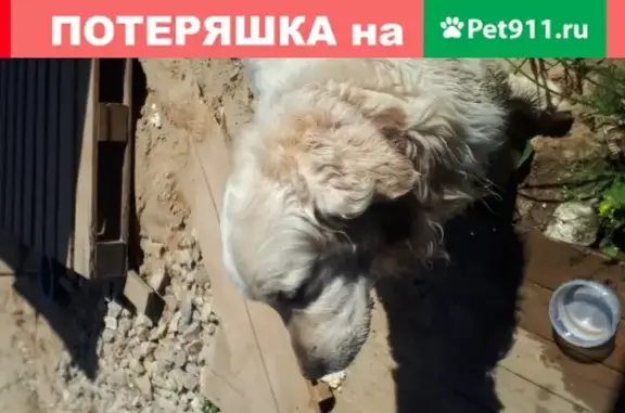 Собака найдена на стройке в ОЭЗ Ступино Квадрат, Московская область.