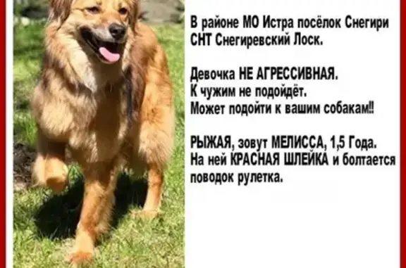 Пропала собака в Истре, СНТ Снигирёвский Лоск.