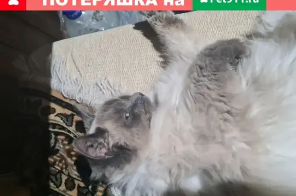 Найдена кошка в СНТ Русь Обухово