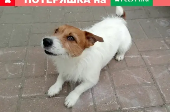 Найдена игривая собака на пл. Комарова в Курске