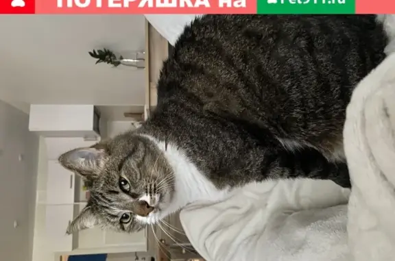 Объявления о пропавших и найденных животных, Киров, фото: Пропала кошка Малыш в Кирове