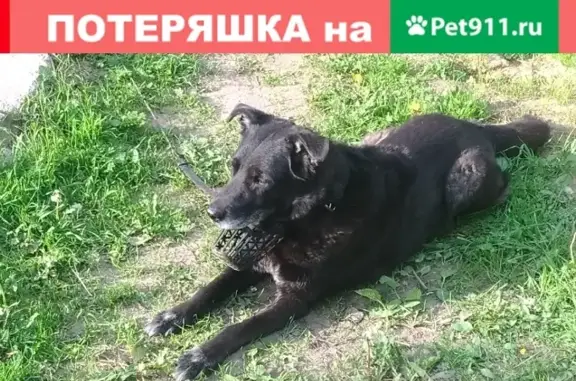 Найдена собака на Байконурской ул. 11 в СПб