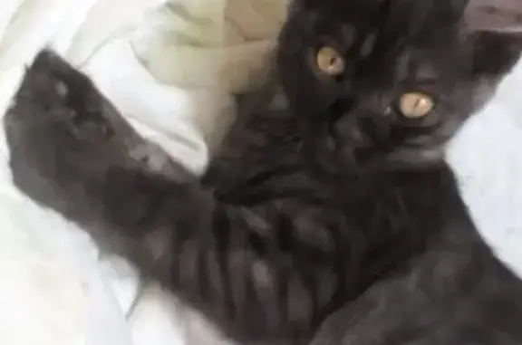 Объявления о пропавших и найденных животных, Плодородный, фото: Пропала кошка на Полины Осипенко 58 в Краснодаре