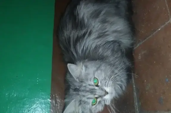 Найдена кошка в Воронеже!