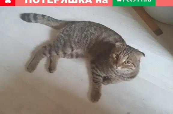 Найден кот на ул. Сосновая, Подольск