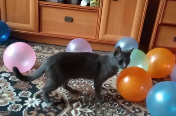 Кошки потеряшки, Москва, фото: Потеряшка кошка в Москве, 9-я Северная линия, 25к2