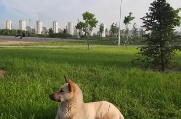 Собака найдена в парке Героев-Пожарных, СПб