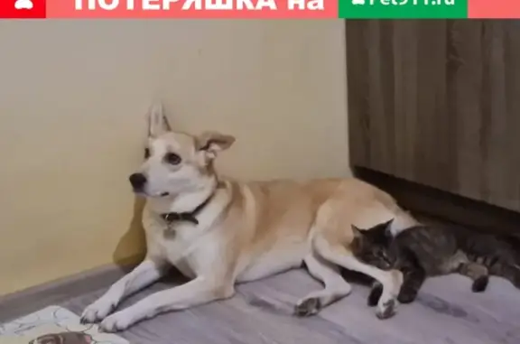 Пропала собака в Чехове, помогите найти!