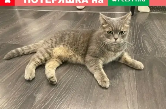 Найдена ласковая кошка на Хорошёвском шоссе