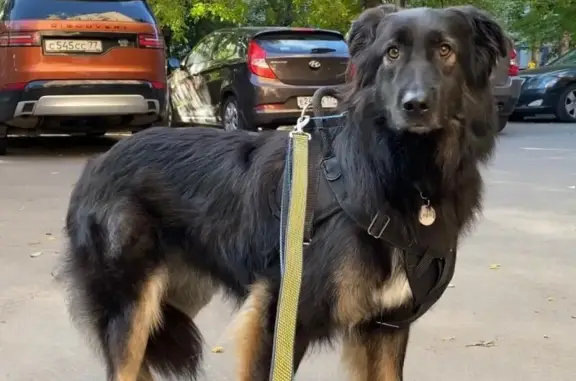 Пропала собака Рим в СНТ Полянка, Раменский район.