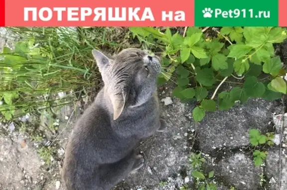 Найдена голубая Британская кошка возрастом 4-5 лет в Троицке на 40 км от Москвы