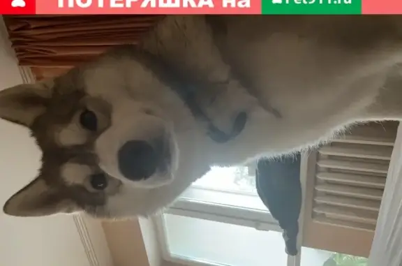 Собаки потеряшки, Тюмень, фото: Потеряшка хаски в Тюмени, ул. Архитекторов, 23