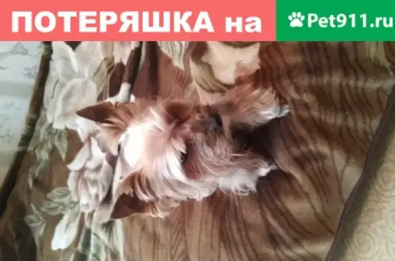 Найдена собака, Москва, фото: Найдена собака на Шипиловской в Москве