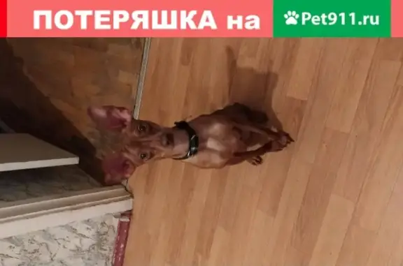 Пропала собака Добби в Москве.