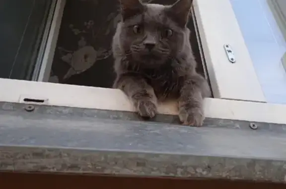 Пропал кот в Новоильинском районе, темно-дымчатого окраса.