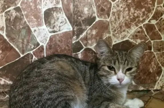 Найдена кошка возле метро Планерная в Москве