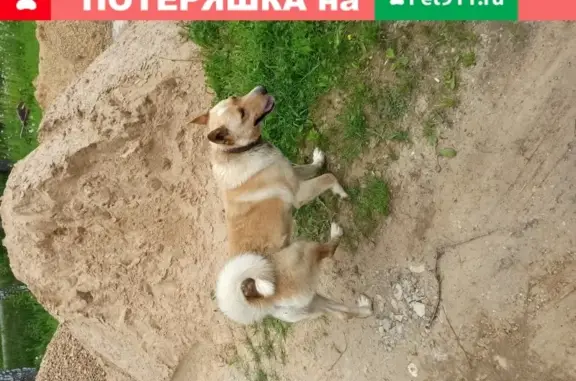 Найдена собака в Раменье, Дмитровский район