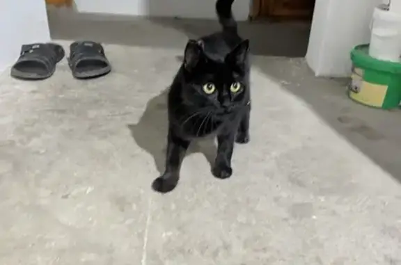 Найдена кошка, Посёлок Свободы, фото: Кошка найдена на ул. Пятигорская в пос. Свободы