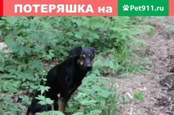 Собака найдена в Битцевском лесопарке на Севастопольском проспекте
