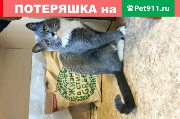 Кошки потеряшки, Москва, фото: Потеряшка кошка Амур, Москва.