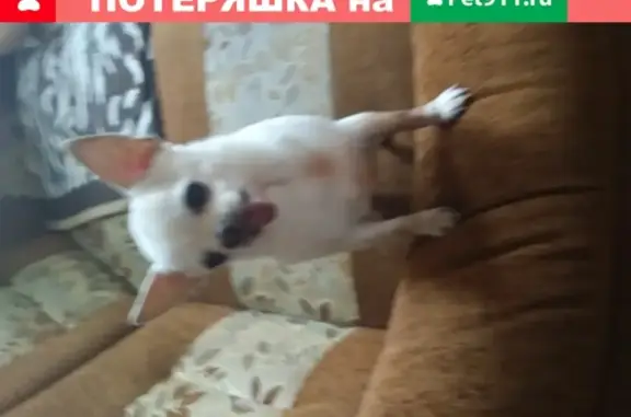 Собака Чахуахуа найдена в Тамбове