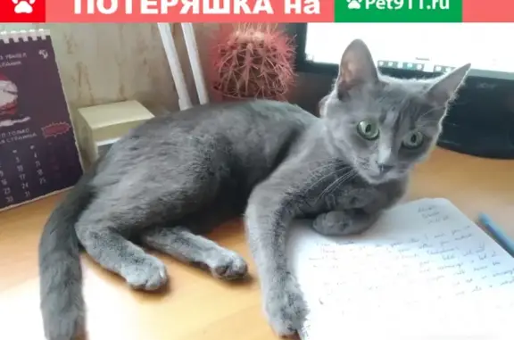 Пропала кошка в Москве, 9-я Северная линия, 25к2