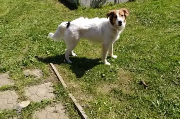 Пропала собака в парке Давыдковском, ЗАО Москва