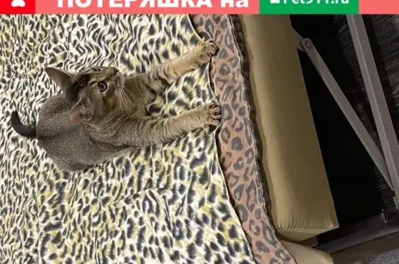 Кошки потеряшки, Санкт-Петербург, фото: Потеряшка кошка Ричи в Г.Пушкин, СПБ, вознаграждение гарантировано!