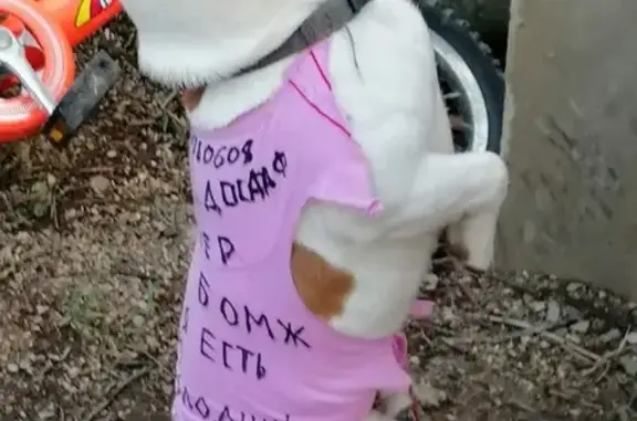 Собаки потеряшки, , фото: Потеряшка собака в районе Жидилова, Севастополь