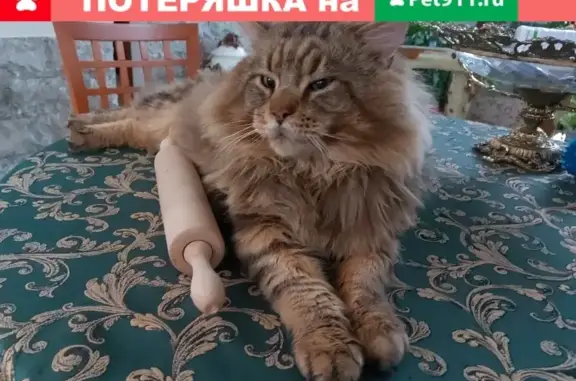 Пропал кот в Домодедовском районе, порода мейн-кун, 6 лет.