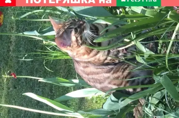 Кошки потеряшки, Санкт-Петербург, фото: Потеряшка кот Беня в Солнечном, Санкт-Петербург.