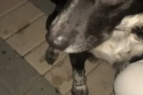 Собака найдена на улице Бородина, 2 в Пензе.