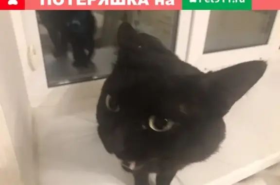 Найдена кошка Мальчик в Перми