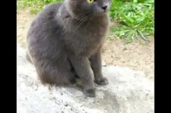 Найдена кошка в Чите, ищет новых хозяев.