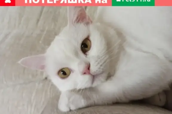 Пропала кошка в районе Властха, ул. Белых акций.