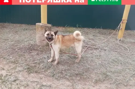 Найдена собака Акита в хуторе Вертячий