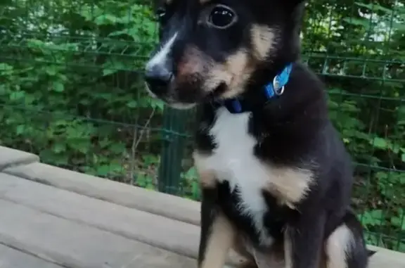 Собака найдена в парке Дубки, Нижний Новгород.