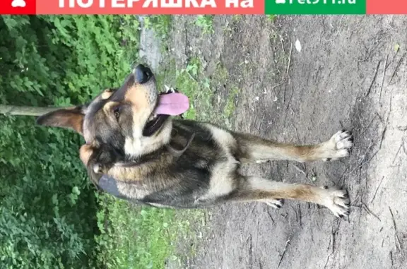 Собака Кобель найдена в Москве.
