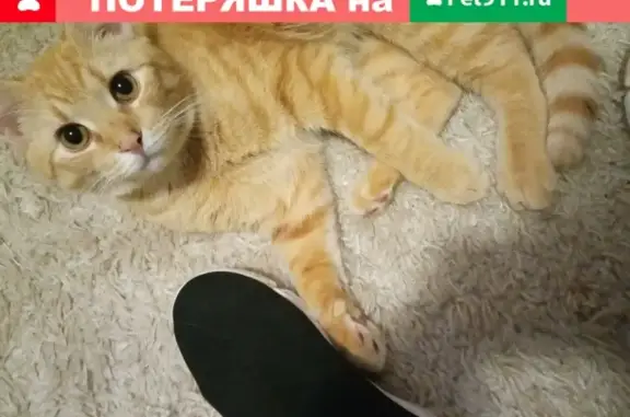 Пропала кошка по адресу Варламова 9 в Петрозаводске