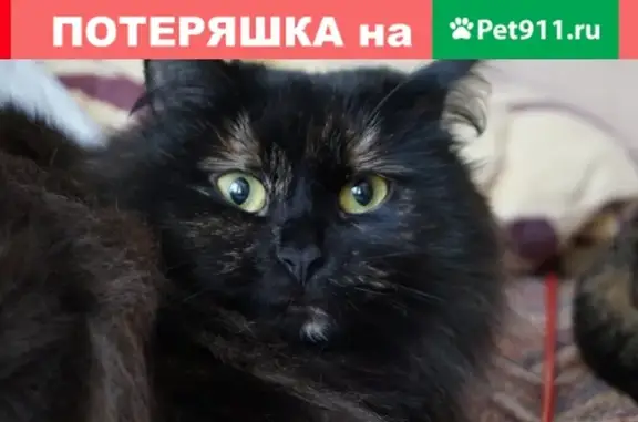 Кошки потеряшки, Ярославль, фото: Потеряшка кошка Муся, пер. Герцена 6, Ярославль