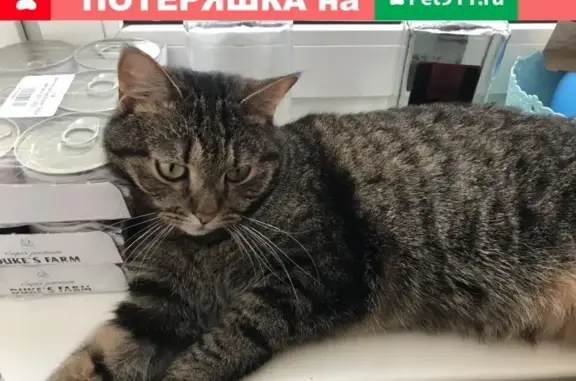 Кошки потеряшки, Санкт-Петербург, фото: Потеряшка кошка Кася на Новоизмайловском пр-кте 26, СПб