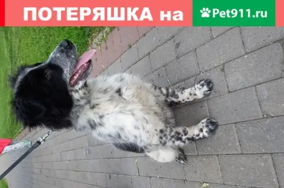 Добрая щеночка найдена в Москве