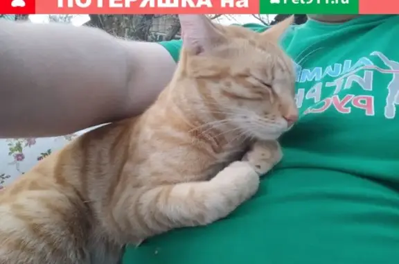 Пропала кошка Бася в Дмитрове