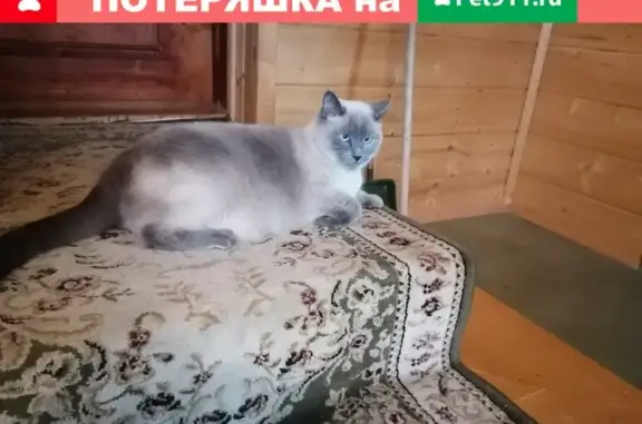 Пропала кошка Сеня, Тайский кот, Москва