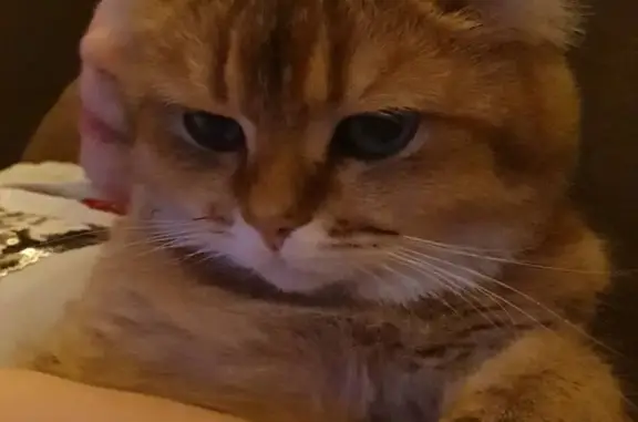 Кошки потеряшки, Санкт-Петербург, фото: Потеряшка золотая британская кошка в Санкт-Петербурге.