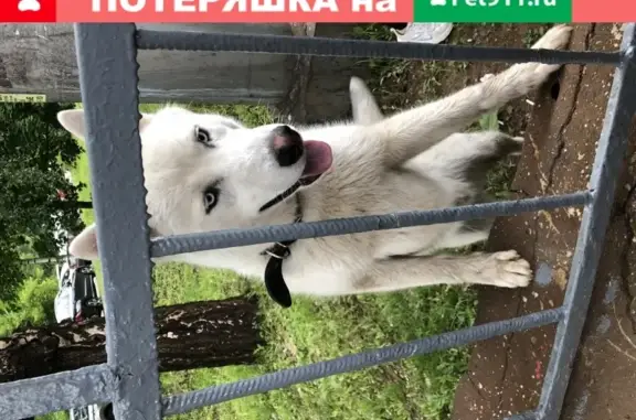 Найдена собака возле станции Загорянская в Щёлково